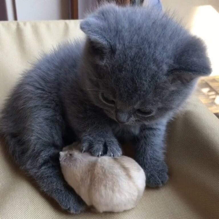 Kitten and his new friend. Join our group: Happy Cats