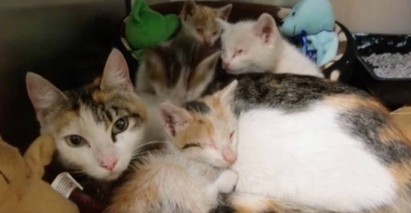 Kittens Reunited With Mom After Rescue From Factory – We Love Cats