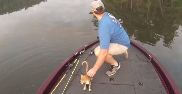 Kittens Swim Up To Fisherman’s Boat Looking for Help – We Love Cats