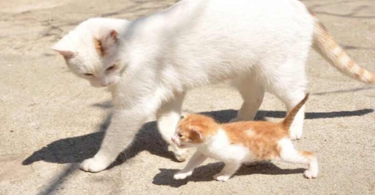 Kittens Talking and Playing with their Moms Compilation – We Love