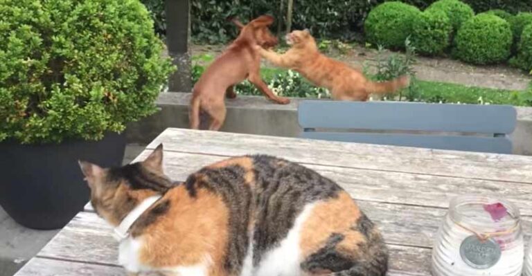 Leave My Puppy Alone! – We Love Cats and Kittens