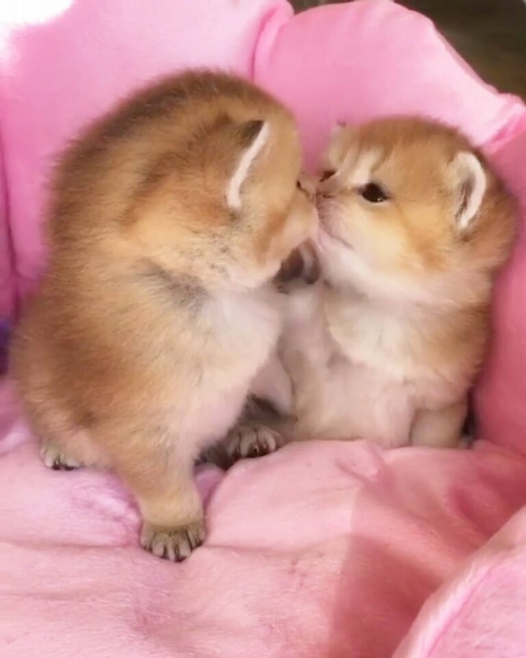 “Let me kiss you.” Join our group: Happy Cats