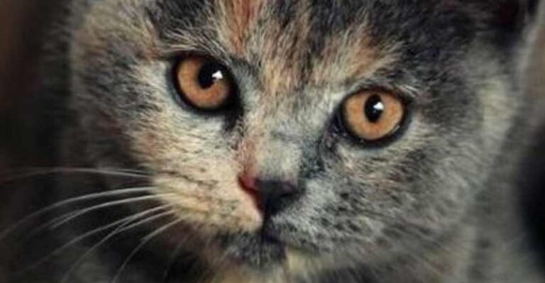 Little Cutie – 14th September 2018 – We Love Cats and Kittens