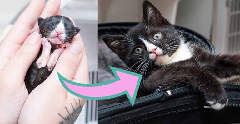 Littlest Preemie Kitten Grows Up! – We Love Cats and Kittens