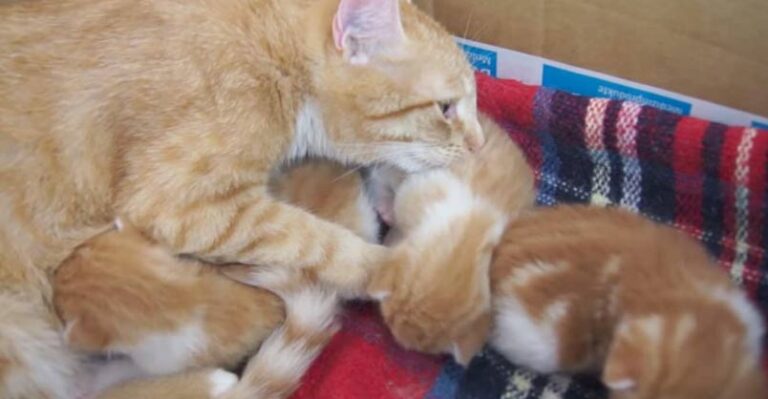 Mama Cat Talks to Her Baby Kittens – We Love Cats and Kittens