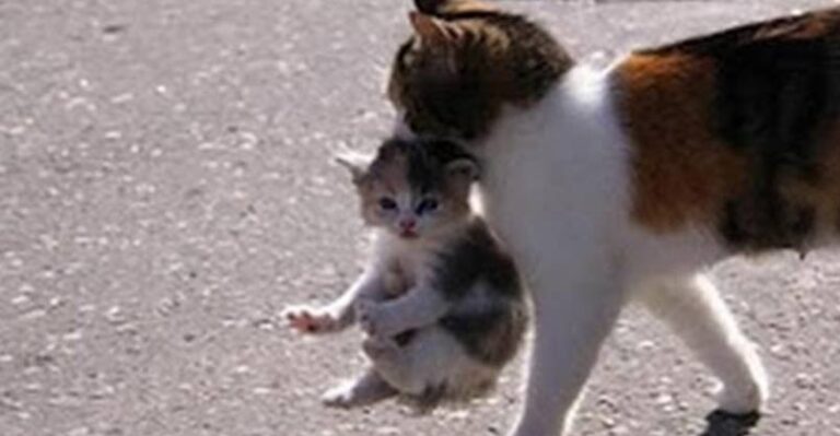 Mama Cats Carrying Their Baby Kittens – We Love Cats and Kittens