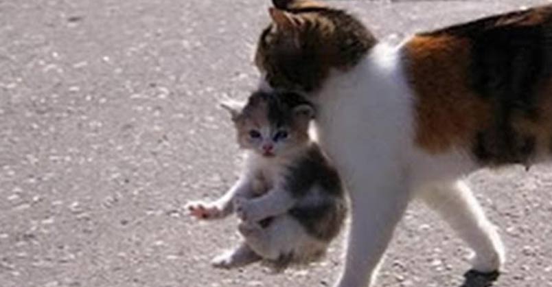 Mama Cats Carrying Their Baby Kittens – We Love Cats and Kittens