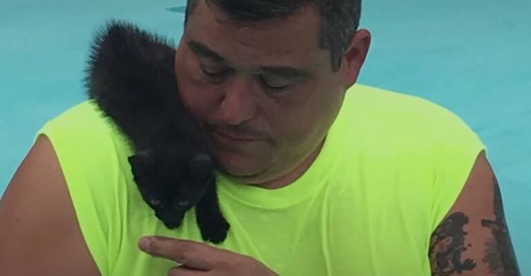 Man Catches Kitten Who Jumps from Tree to Be Rescued – We Love Cats