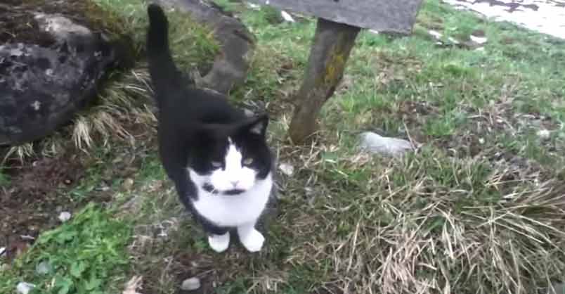 Man Gets Lost Up a Mountain and is Rescued By a Cat – We Love Cats
