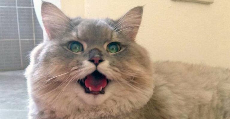 Meet Bone Bone, The Enormous Fluffy Cat From Thailand That Everyone