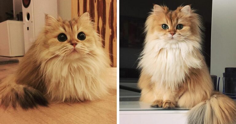 Meet Smoothie, The Most Photogenic Cat In The World