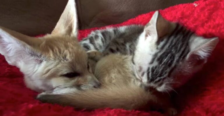 Meet the Fennec Fox Who Thinks He’s Part Cat – We Love Cats and