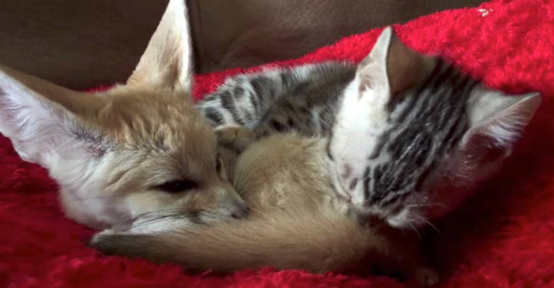 Meet the Fennec Fox Who Thinks He’s Part Cat – We Love Cats and