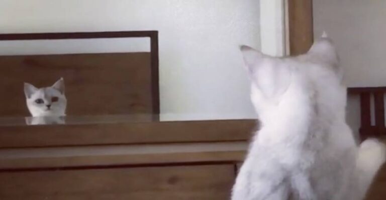 Mimo The Kitten Discovering She Has Ears – We Love Cats and Kittens