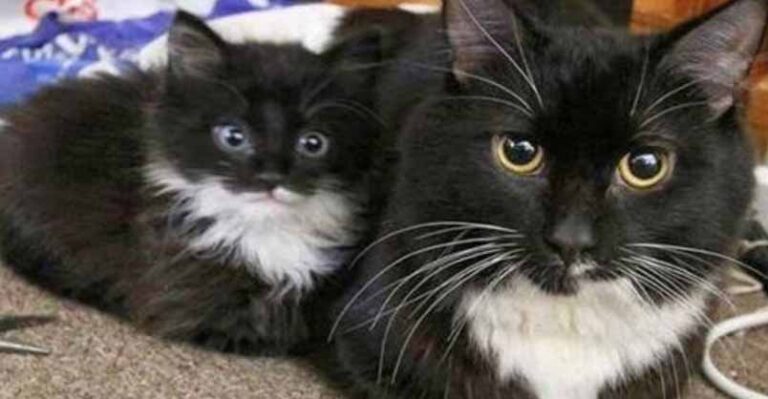 Mini Me! – 28th September 2018 – We Love Cats and Kittens