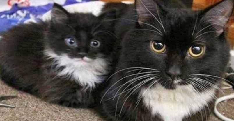 Mini Me! – 28th September 2018 – We Love Cats and Kittens