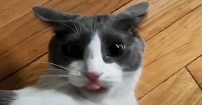 Mischievous Cat Labeled ‘Problem Child’ Finds A Mom Who Adores Her –