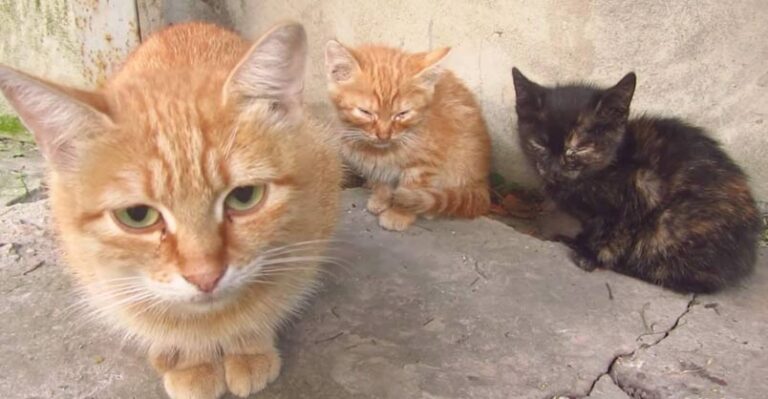 Mother Cat Hisses and the Kittens are Afraid of Me – We Love Cats and