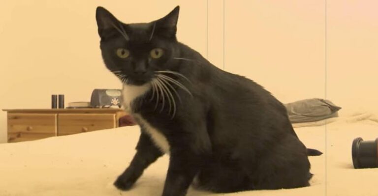 Motherless Kittens Get a New Mama – tissues at the ready