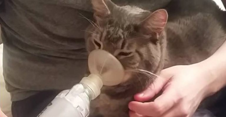 My Asthmatic Kitty Cat Getting His Meds - We Love Cats and Kittens