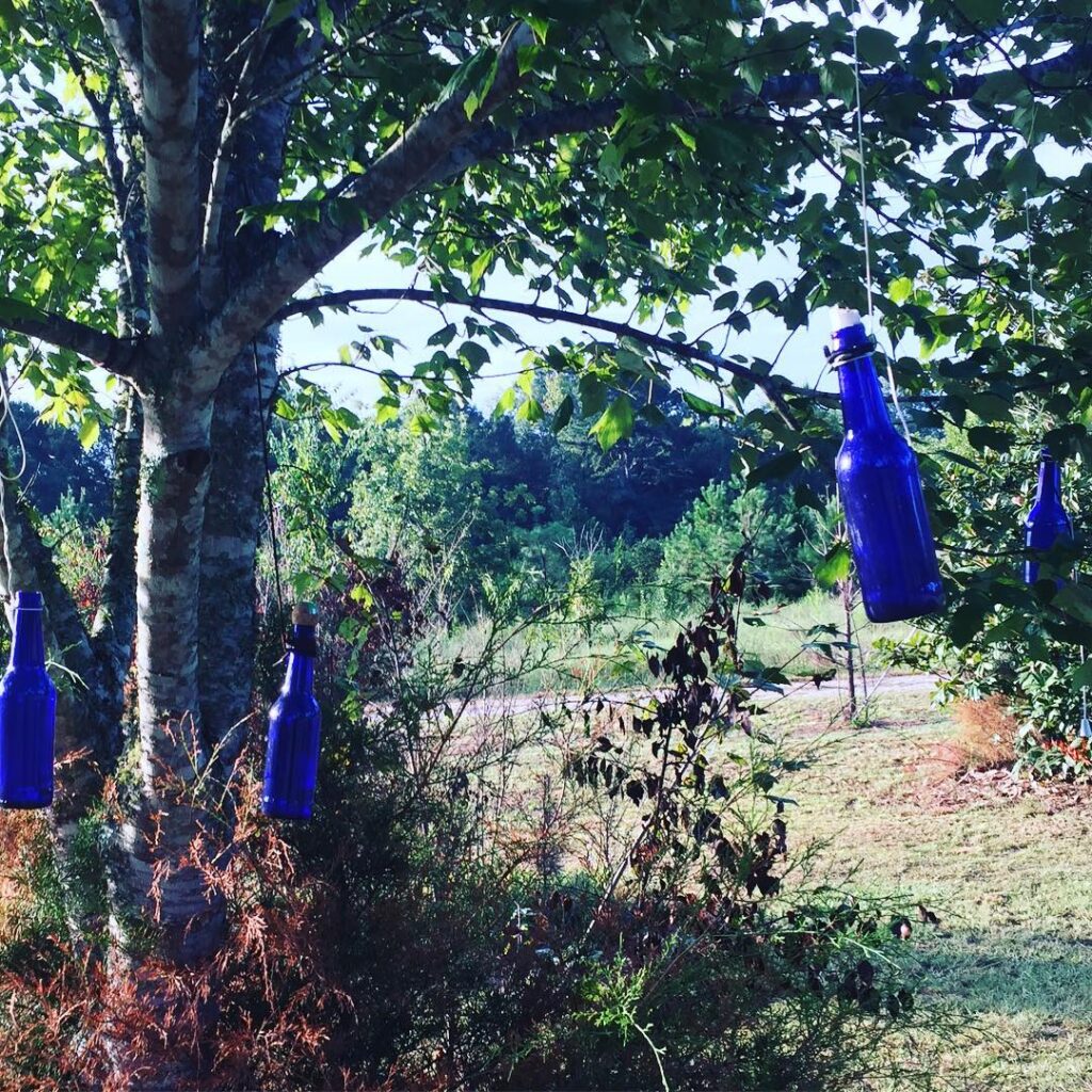 My bottle tree. One fell last week and I quickly corked and buried it