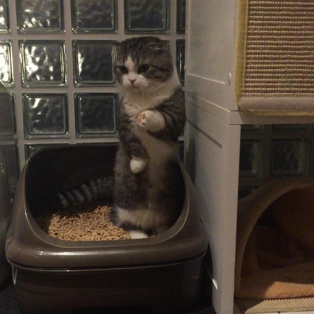“My cat only poops standing up…” Join our group: Happy Cats