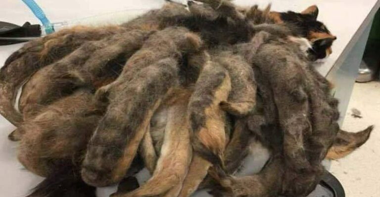 Neglected Cat With ‘Octopus’ Matted Fur Gets It All Shaved Off – We