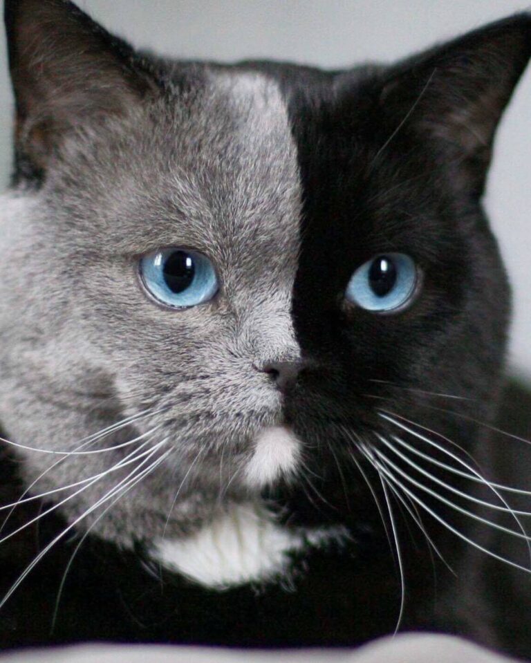OMG! (Via: Amazing Narnia double face cat) Join our group: Happy Cats