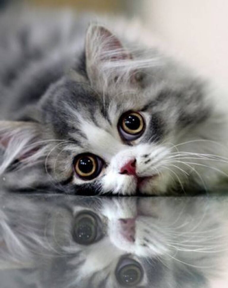 OMG! What amazing eyes on this kitty…..