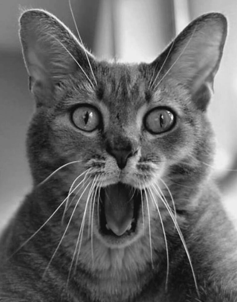 OMG !!
