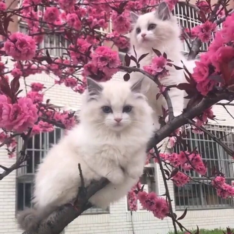 Oh. My. God. Join our group: Happy Cats