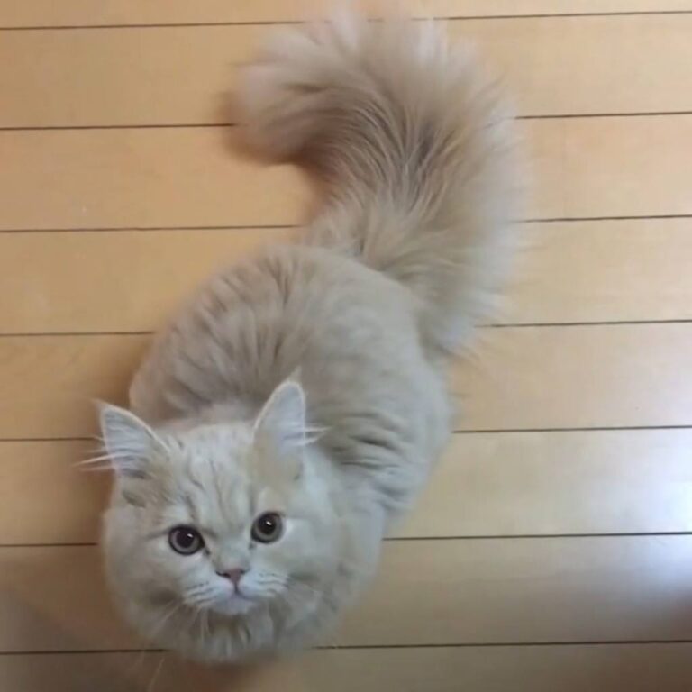 Omg look at her tail! Join our group: Happy Cats