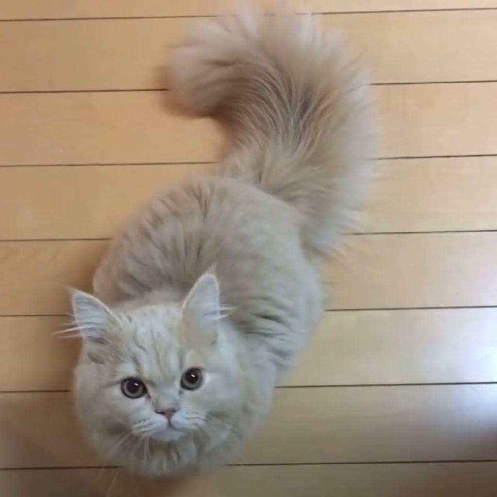 Omg look at her tail!