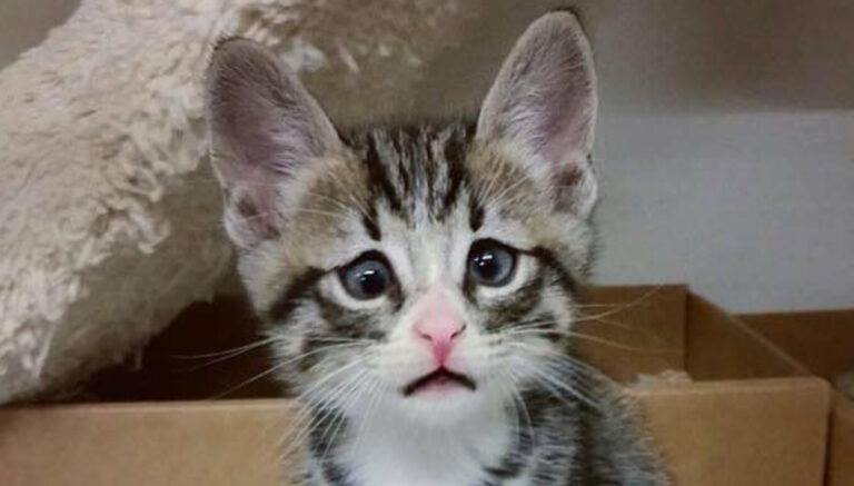 One Look At This Kitty Will Melt Your Heart – We Love Cats and Kittens
