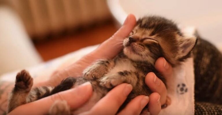 One Minute of Kitten Cuteness! – We Love Cats and Kittens