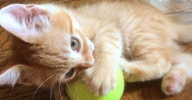 One-Pound Kitten is Such a Survivor – We Love Cats and Kittens