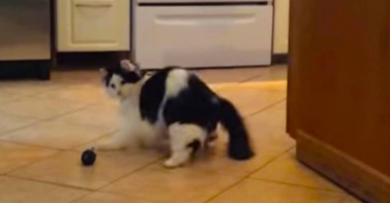 Oreo the Cat Dances With His Ball!