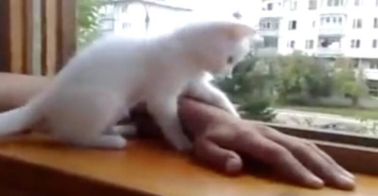 Overprotective Kitten!