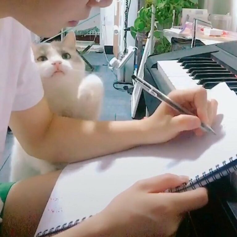 “Pay attention to me!” Join our group: Happy Cats