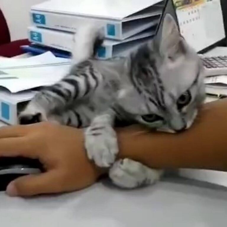 “Pay attention to me hooman!” Join our group: Happy Cats
