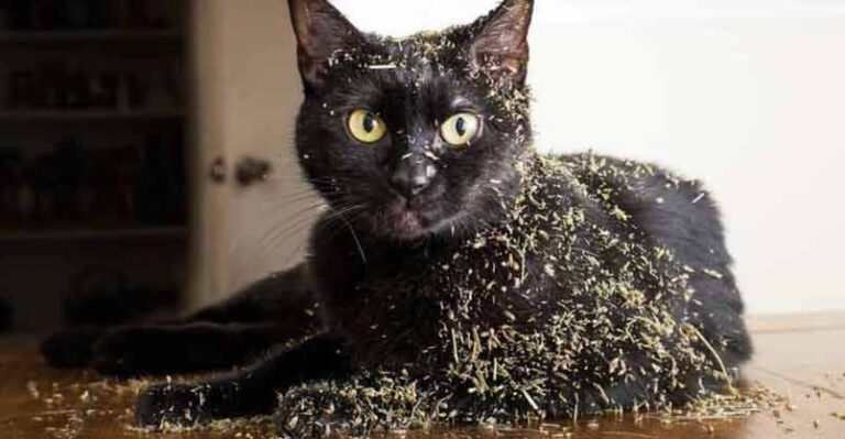 Photographer Takes Photos of Cats High on Catnip, And The Result is
