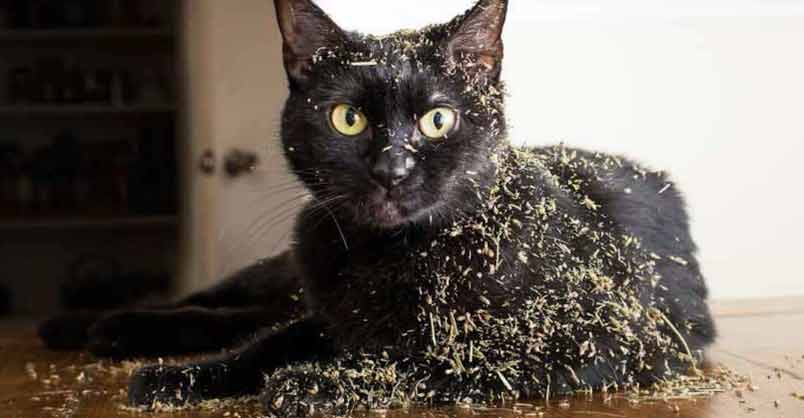 Photographer Takes Photos of Cats High on Catnip, And The Result is