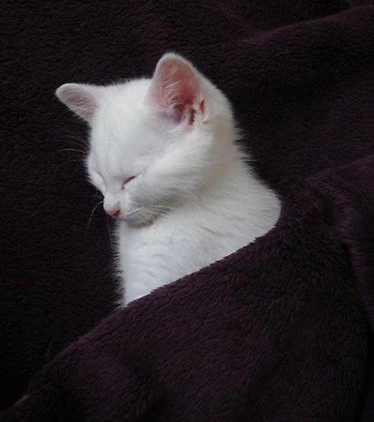 Pocket …….. [See ALL our best cat Pix here –