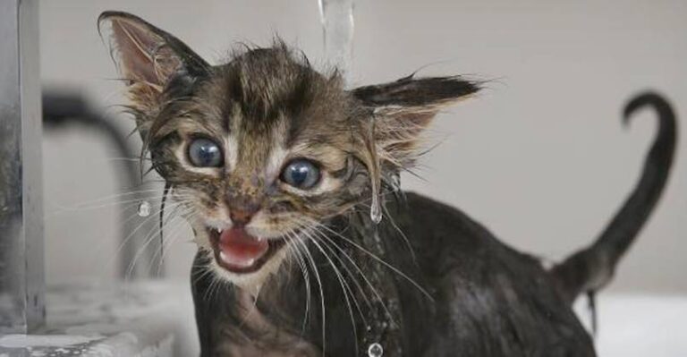 “Poop Explosion” Makes Kitten Overnight Sensation – We Love Cats and