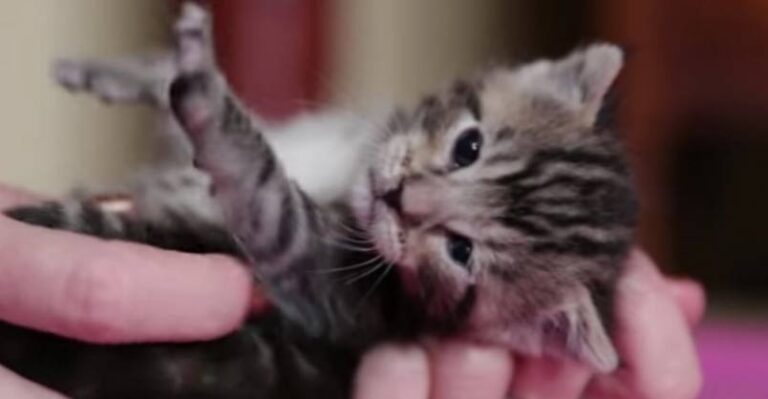 Precious Baby Kitty Loves Her Human So Much