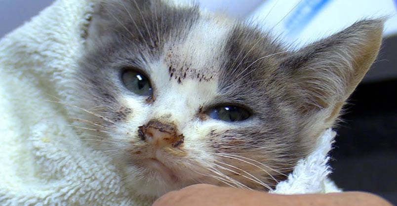 Princess the Rescued Miracle Kitten – We Love Cats and Kittens