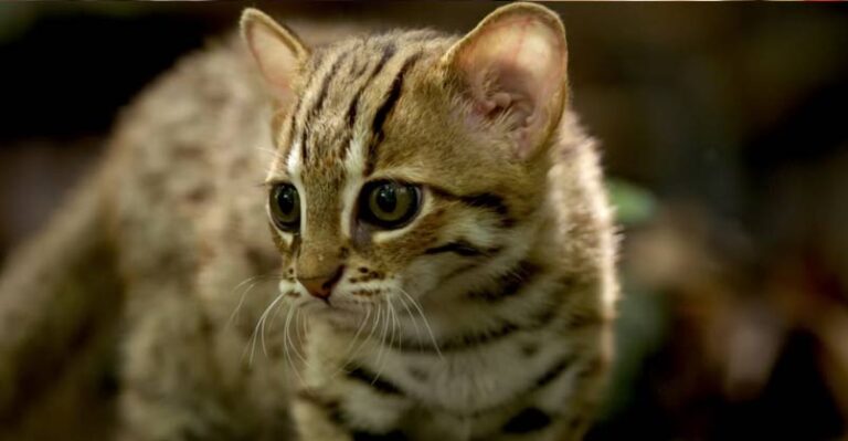 Rare Footage of the World’s Smallest Cat – We Love Cats and Kittens