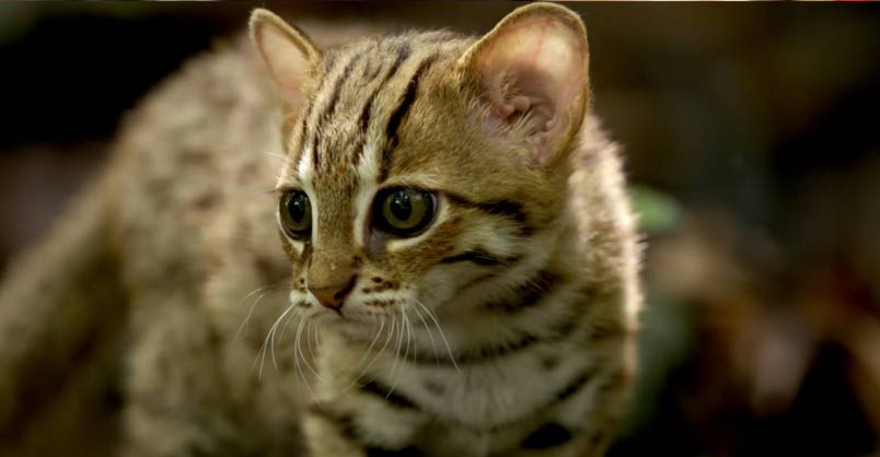 Rare Footage of the World’s Smallest Cat – We Love Cats and Kittens