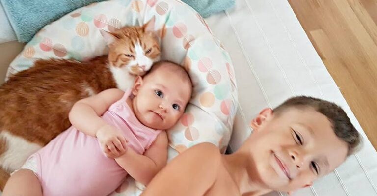 Rescue Cat Grew Up With This Boy and When His New Sister Was Born… –