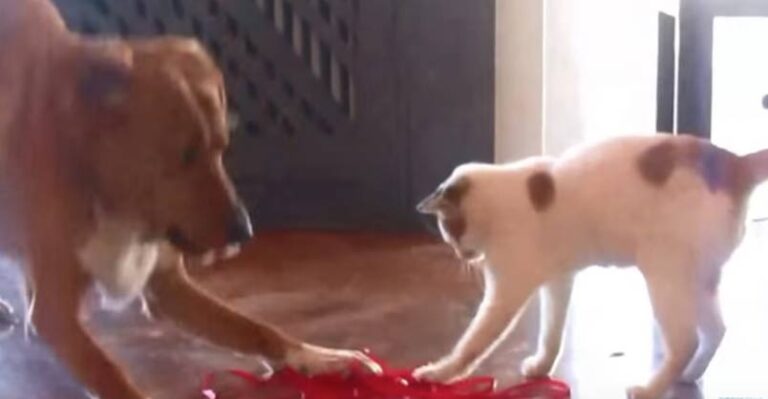Rescue Kitten Has a New Best Friend – We Love Cats and Kittens